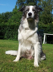 A dog late in pregnancy